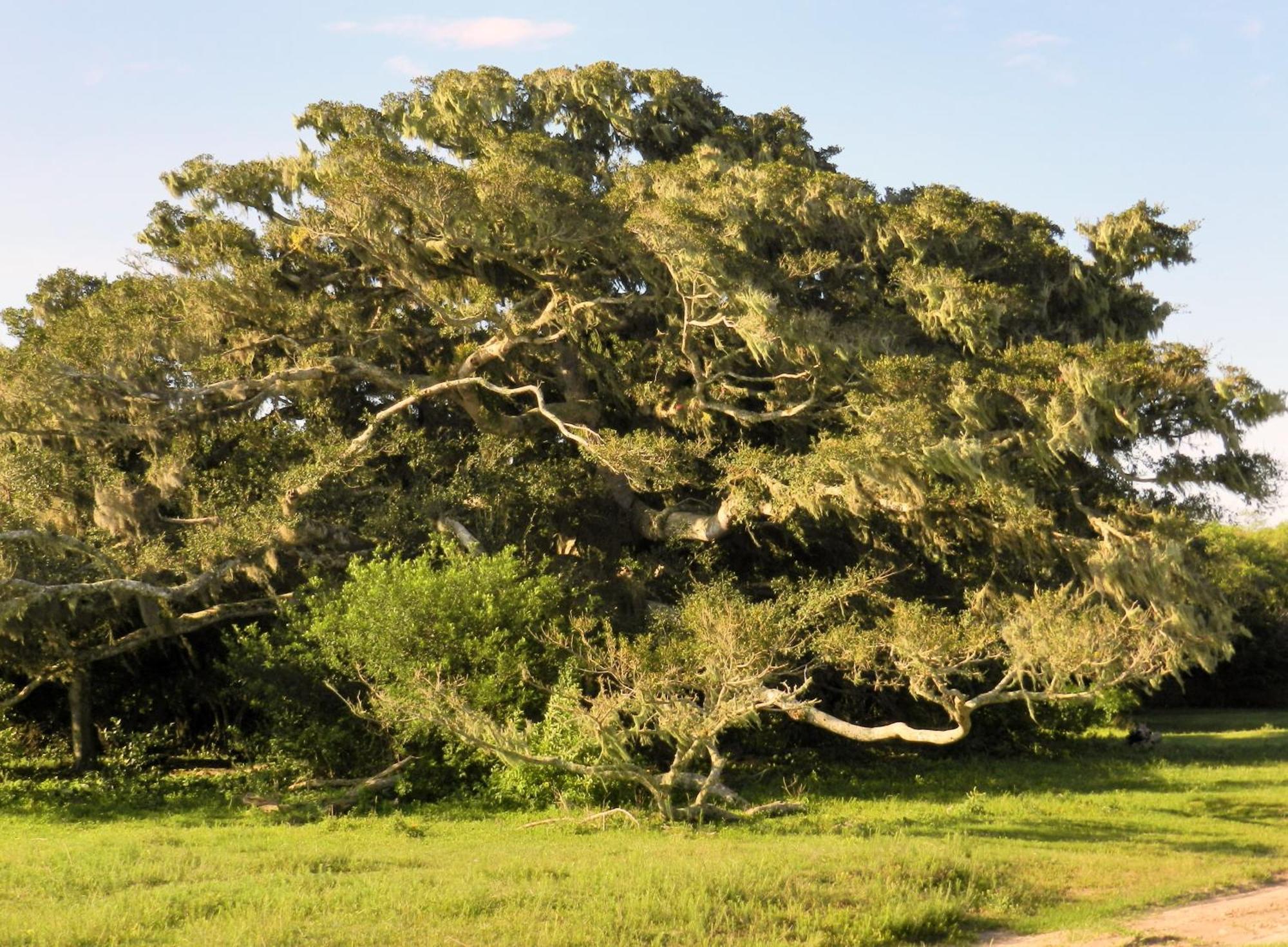 Aldeia Santuario Das Aves Tavares Pokoj fotografie