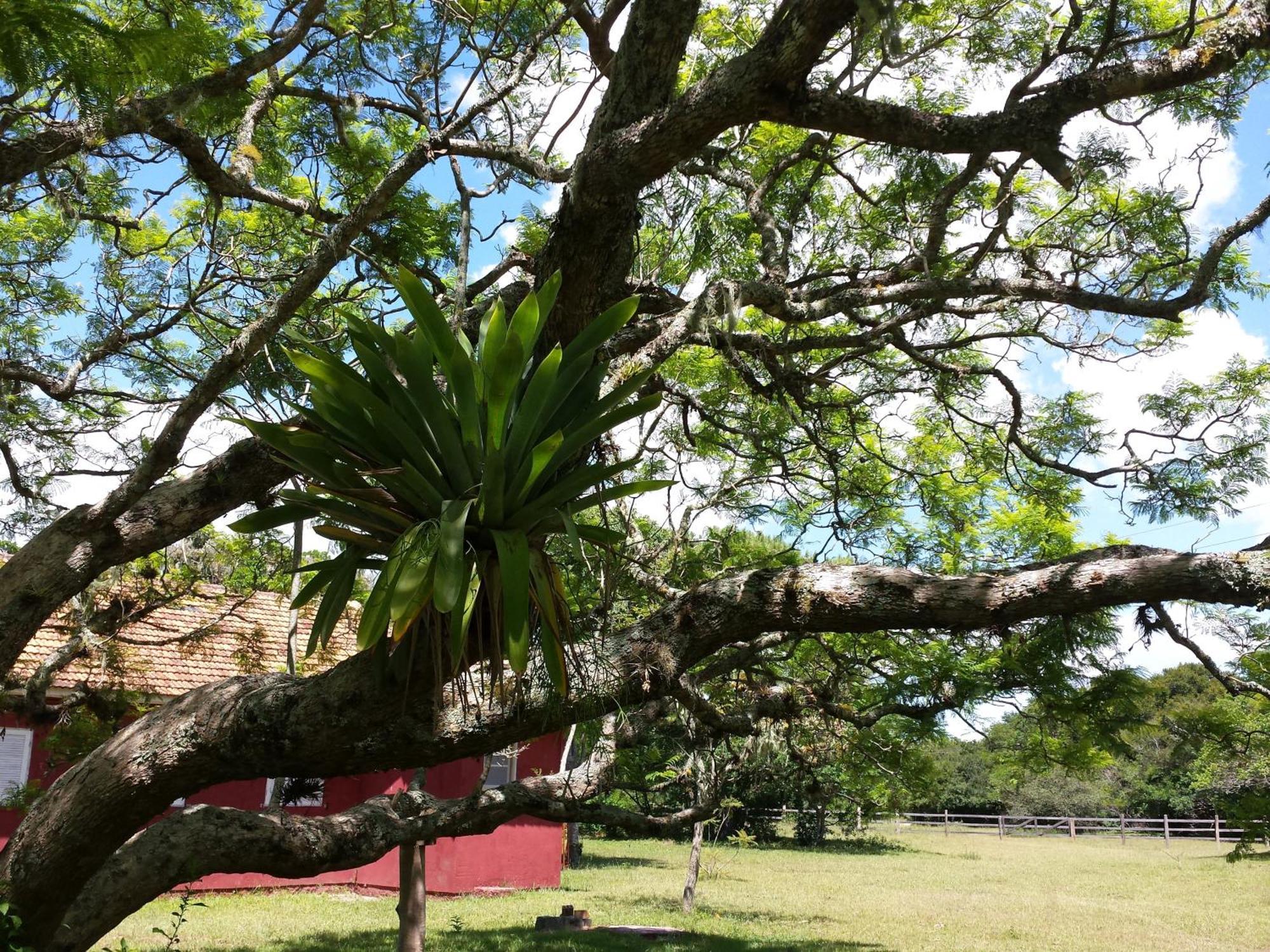 Aldeia Santuario Das Aves Tavares Pokoj fotografie