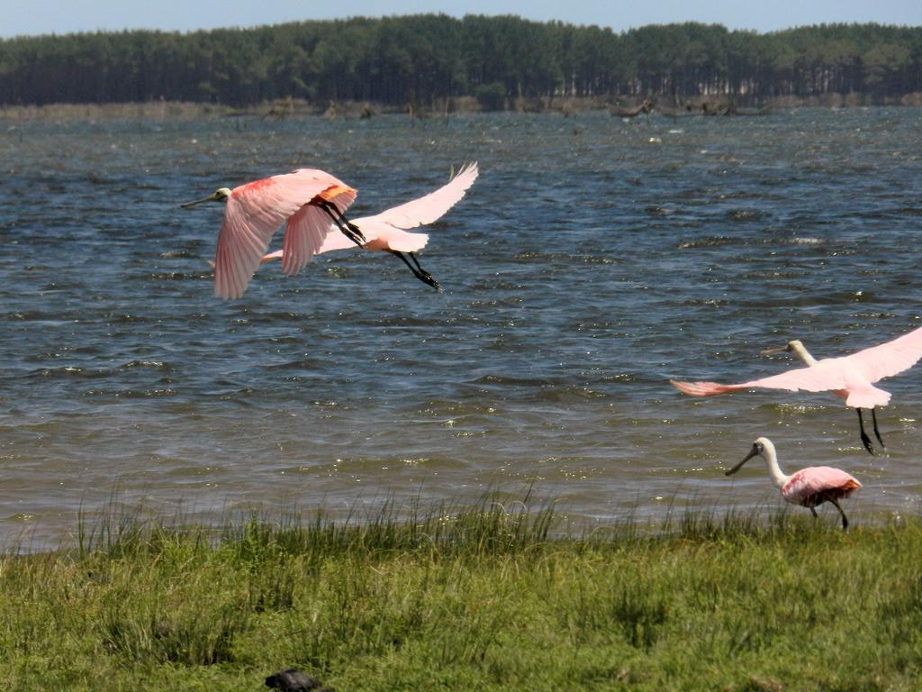 Aldeia Santuario Das Aves Tavares Exteriér fotografie